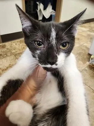 A baby small-sized female Domestic Short Hair cat named Pip $ for adoption in Seneca, SC