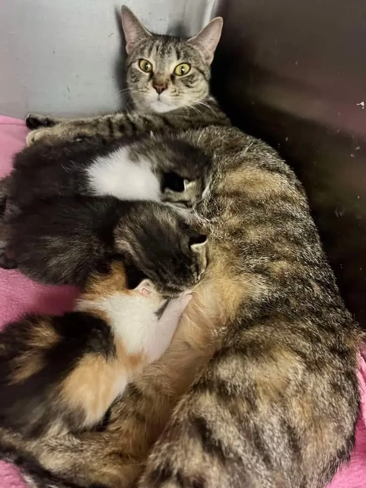 Momma Rosemay thumbnail 3