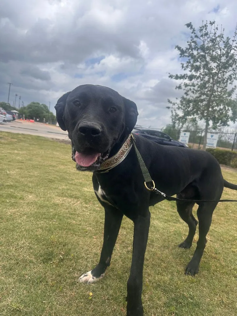 A young large-sized male Black Great Dane dog named Miles for adoption in Houston, TX
