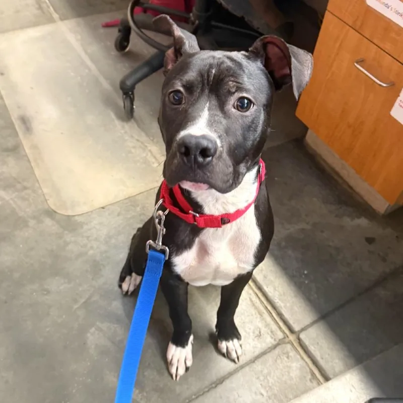 Atom
