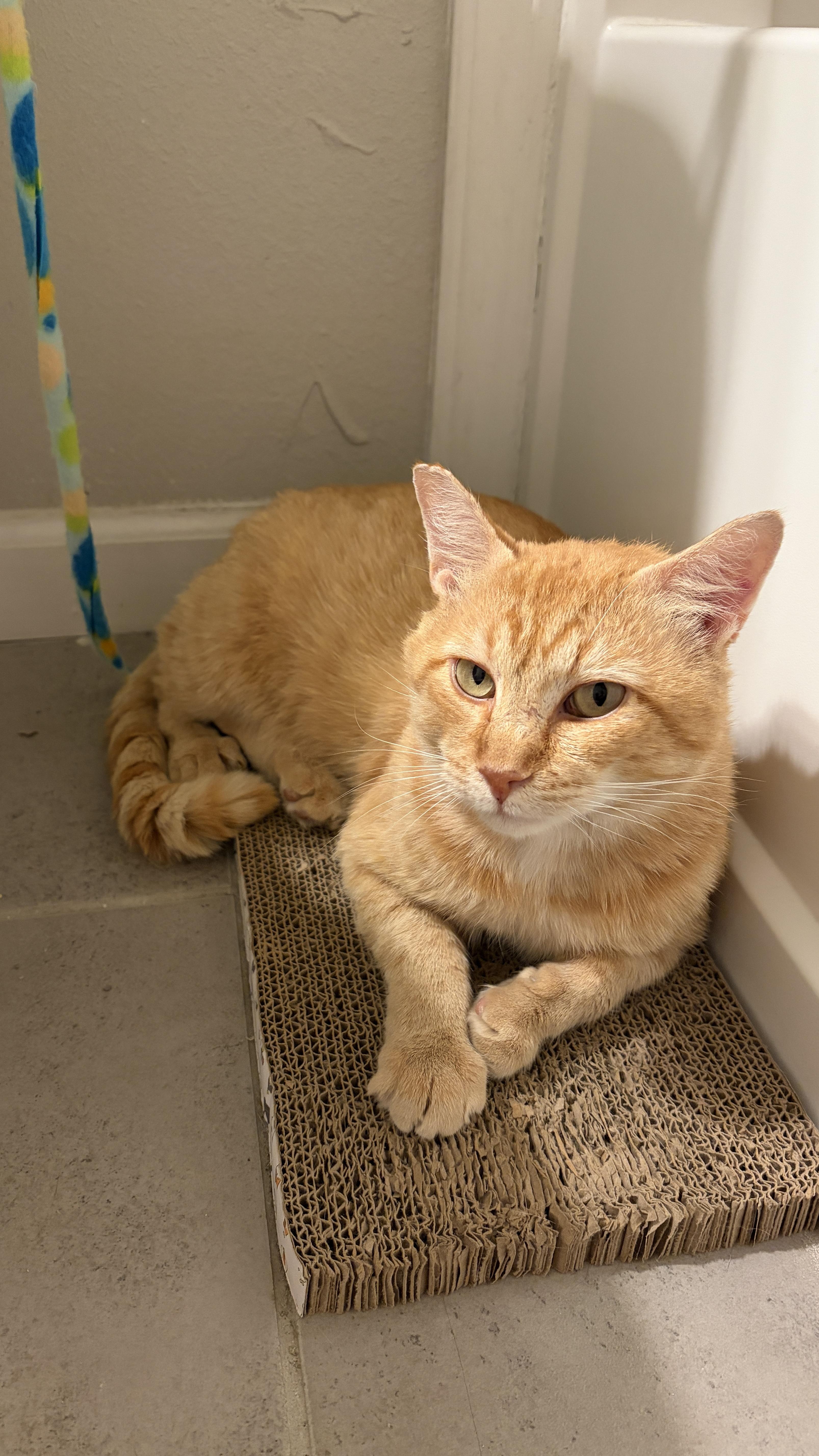 An adult medium-sized male Tabby (Orange / Red) Domestic Short Hair cat named Chester for adoption in Nashville, TN