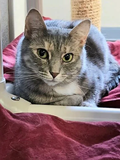 Willow Woo thumbnail 2