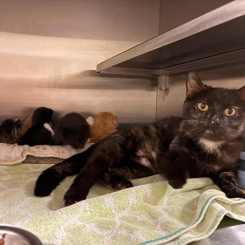 An adult medium-sized female Black Domestic Short Hair cat named Miriam for adoption in Bristol, IN