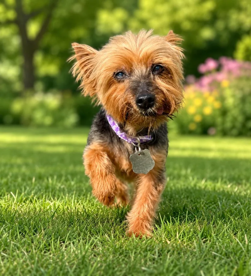 A senior small-sized male Bicolor Yorkshire Terrier dog named Zippy for adoption in POTOMAC, MD