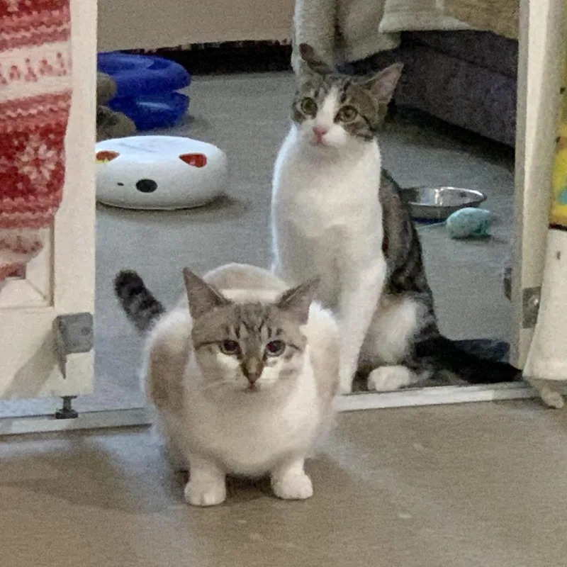 Sizzle With Indie thumbnail 2