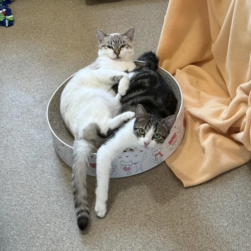 Sizzle With Indie thumbnail 3