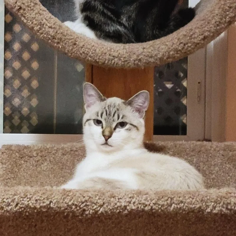 Sizzle With Indie thumbnail 5