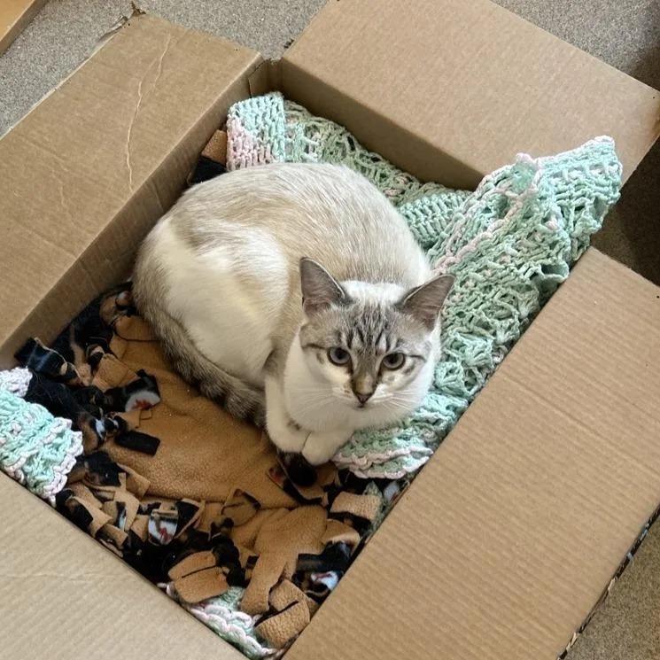 Sizzle With Indie thumbnail 6