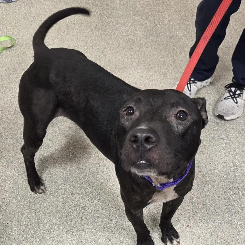 An adult medium-sized male Black Mixed Breed dog named Tanner for adoption in Jacksonville, FL