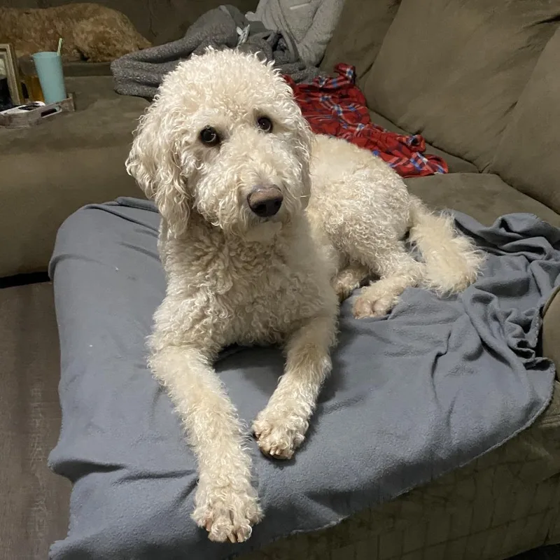 A senior small-sized female Apricot / Beige Golden Retriever dog named Willow  Home to for adoption in South Elgin, IL