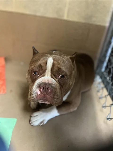 An adult medium-sized male American Bulldog dog named A for adoption in Chula Vista, CA