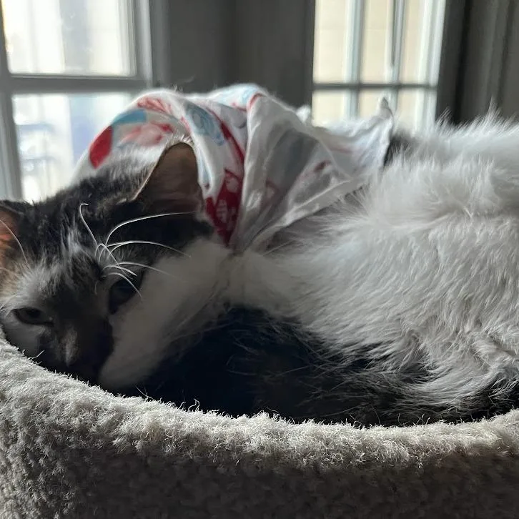 An adult large-sized male White Domestic Short Hair cat named Soulshine for adoption in Austin, TX