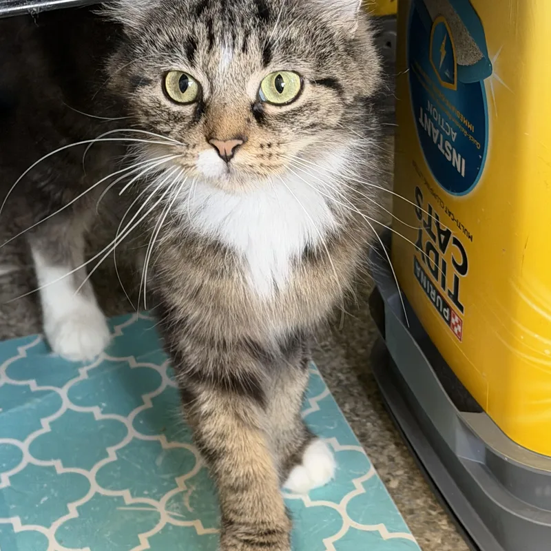 A young medium-sized female Domestic Medium Hair cat named Riley for adoption in Warren, OH