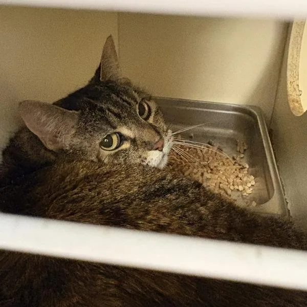 An adult large-sized female Domestic Short Hair cat named Apple Crumpet for adoption in Salt Lake City, UT