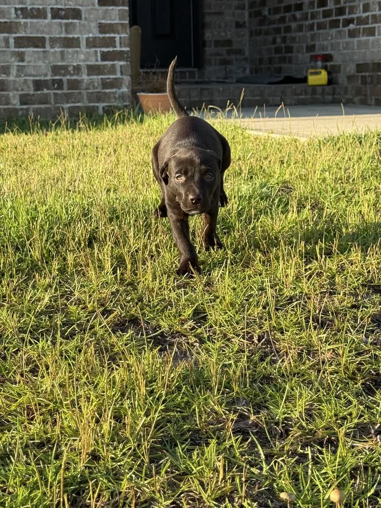 A baby small-sized female Brown / Chocolate Labrador Retriever dog named Luna for adoption in Milton, FL