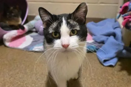 An adult large-sized male Domestic Short Hair cat named Brows for adoption in Kansas City, MO