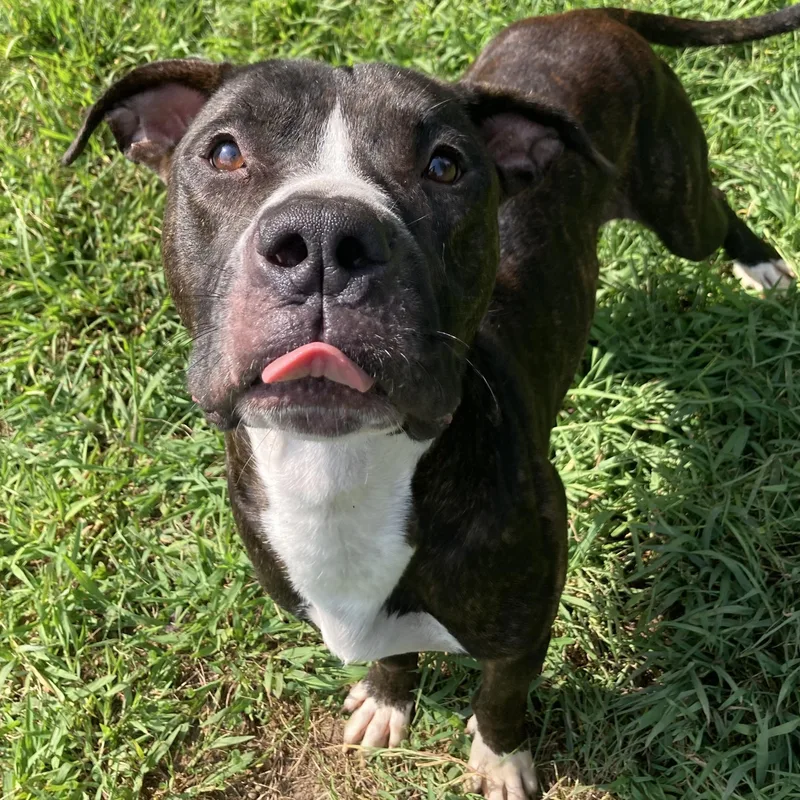 A young large-sized male Mixed Breed dog named Moth for adoption in Mishawaka, IN
