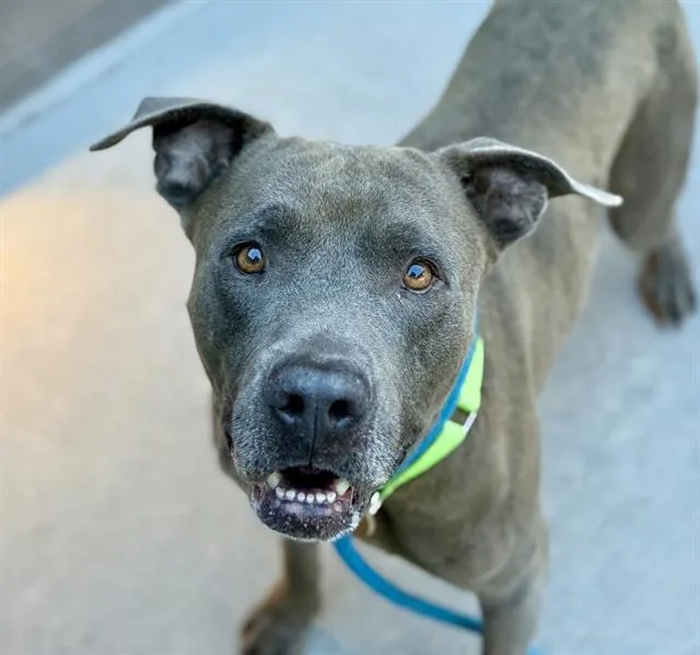A young large-sized male Pit Bull Terrier dog named Werther for adoption in Tucson, AZ