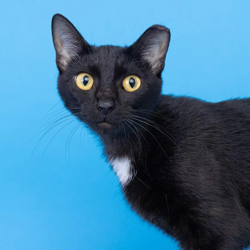 A young medium-sized female Black Domestic Short Hair cat named Beauty for adoption in Franklin, TN