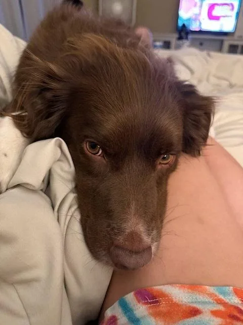 An adult medium-sized female Brittany Spaniel dog named NVPenny for adoption in Baldwinsville, NY