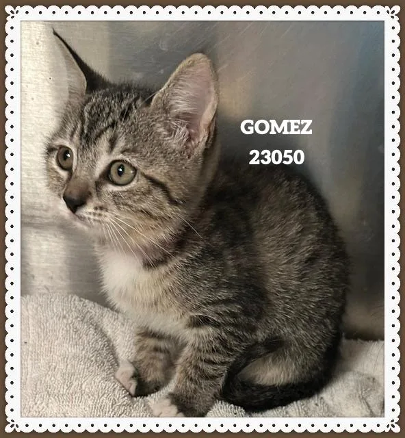A baby small-sized female Domestic Short Hair cat named Gomez for adoption in Marietta, GA