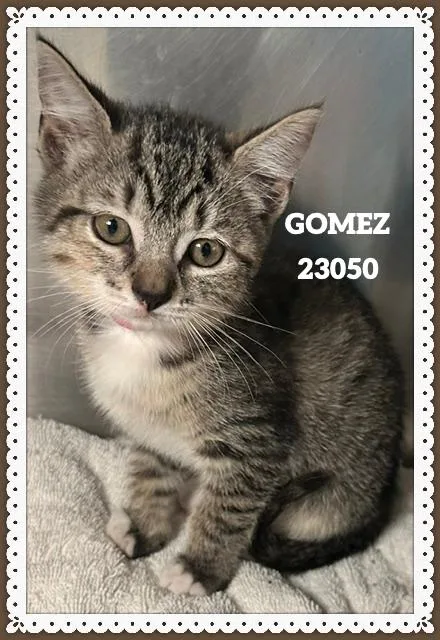 Gomez thumbnail 3