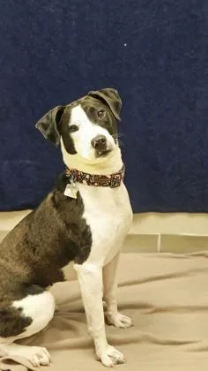 A young medium-sized female Mixed Breed dog named Puddin for adoption in Hamilton, OH
