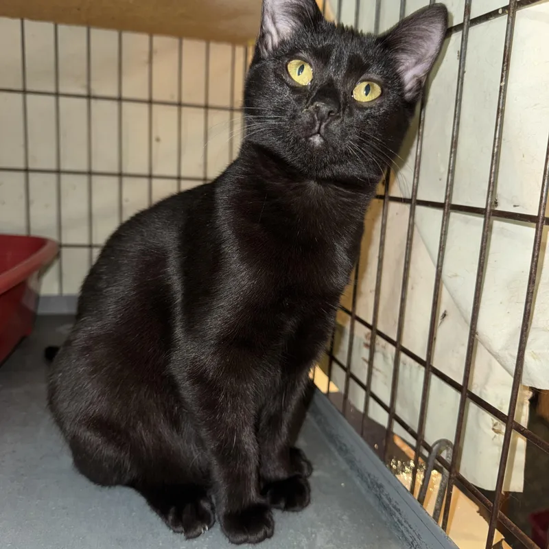 A young medium-sized female Black Domestic Short Hair cat named Ash for adoption in Memphis, TN