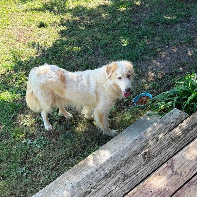 An adult large-sized female White / Cream Great Pyrenees dog named Lily for adoption in Newport, TN
