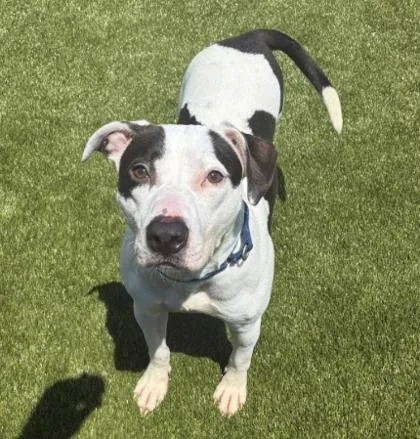 An adult medium-sized female Mixed Breed dog named Diamond for adoption in West Chester, PA