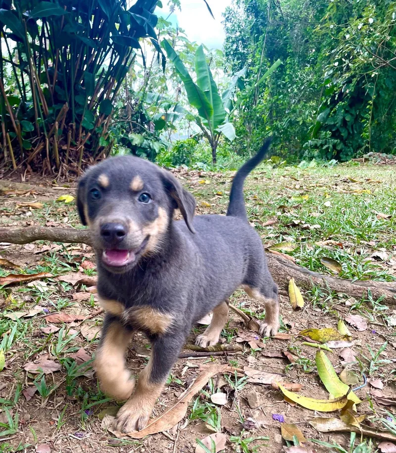 A baby medium-sized female Chocolate Labrador Retriever dog named Jade for adoption in Ardara, PA