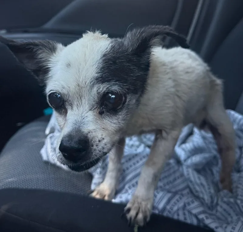 A senior large-sized female Chihuahua dog named Linda for adoption in Sapulpa, OK