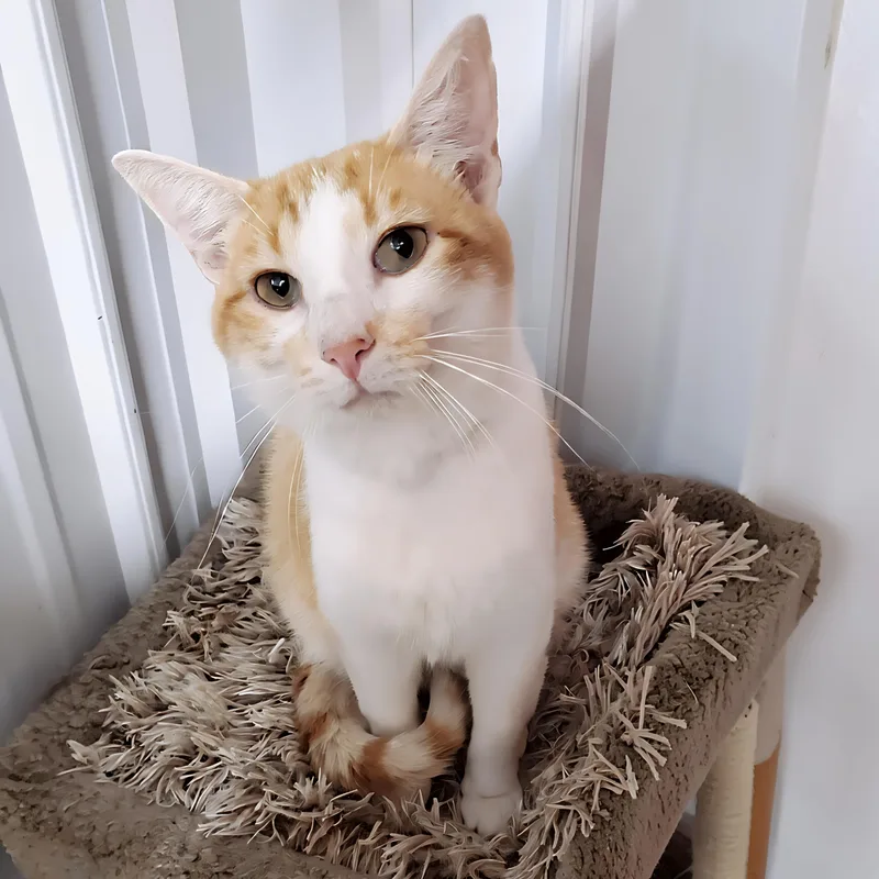 A young medium-sized male Orange / Red Domestic Short Hair cat named Sal for adoption in Marseilles, IL