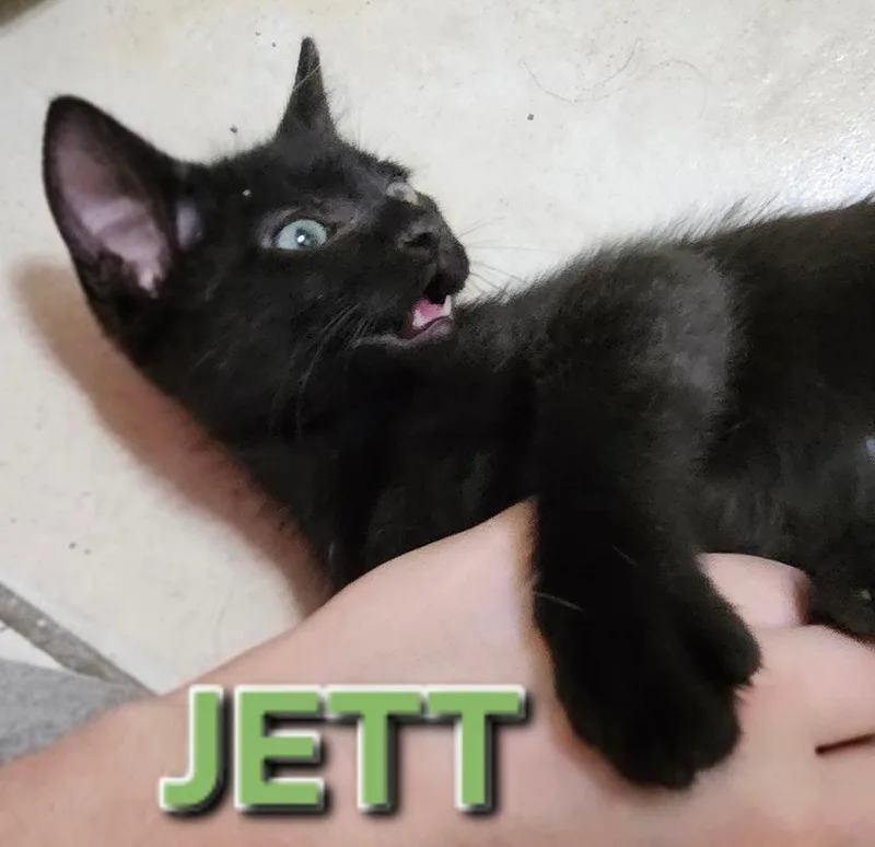 A baby small-sized male Black Domestic Short Hair cat named Jett for adoption in Dallas, TX