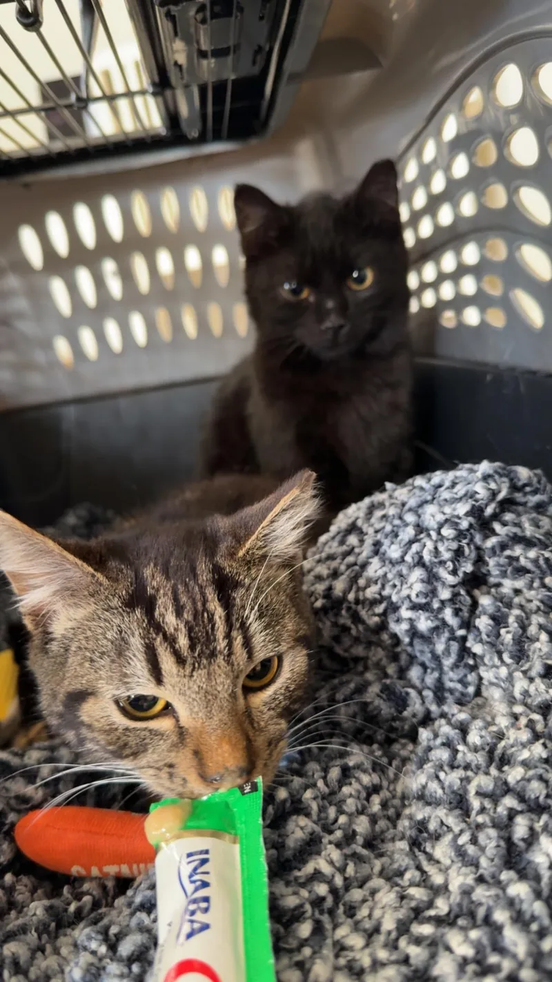 Silly Sam thumbnail 2