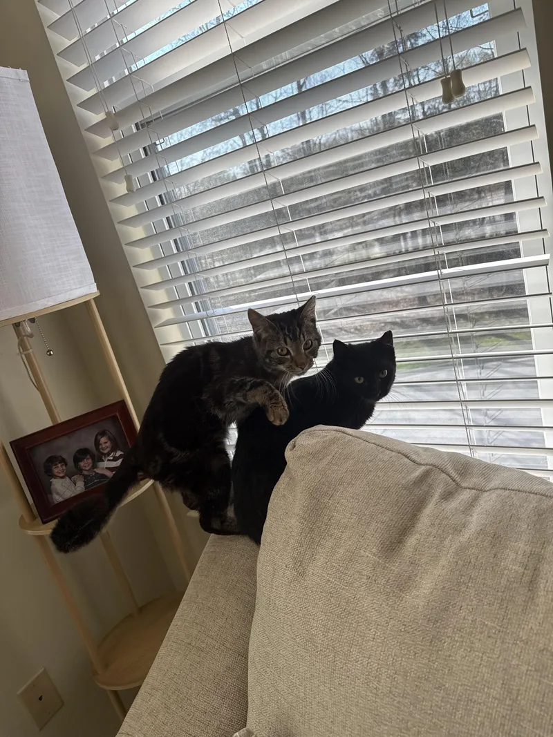 Silly Sam thumbnail 3