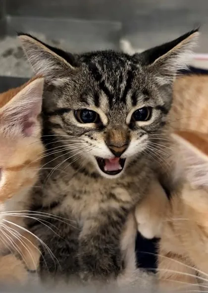 A baby small-sized male Domestic Short Hair cat named Smores for adoption in Baraboo, WI