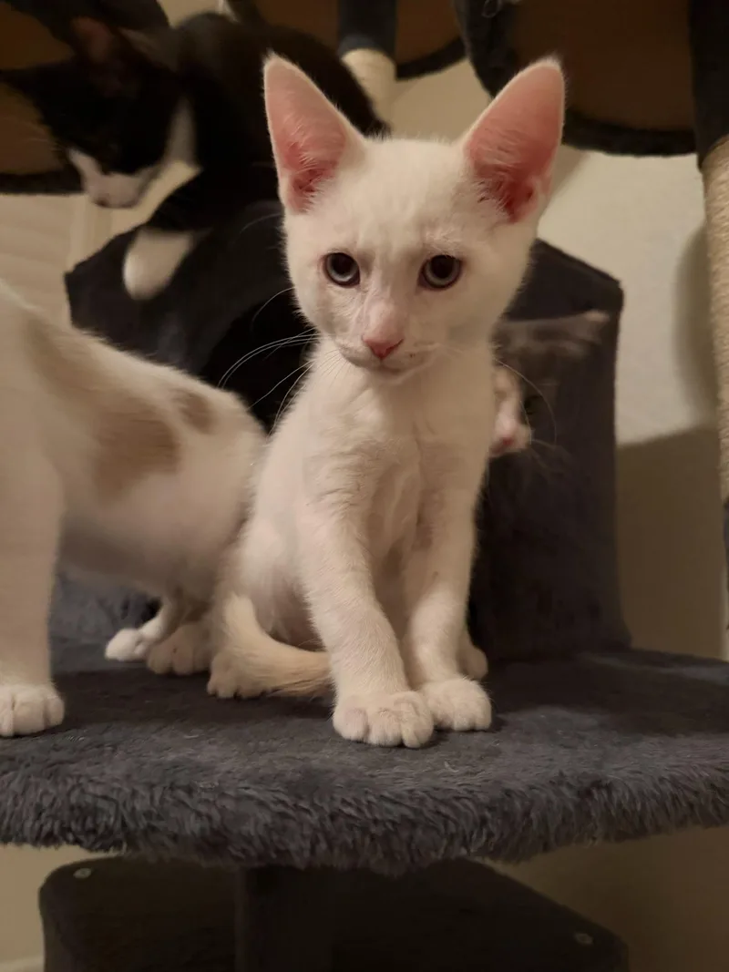 A baby medium-sized male Cream Point Domestic Short Hair cat named Enoki for adoption in Davis, CA