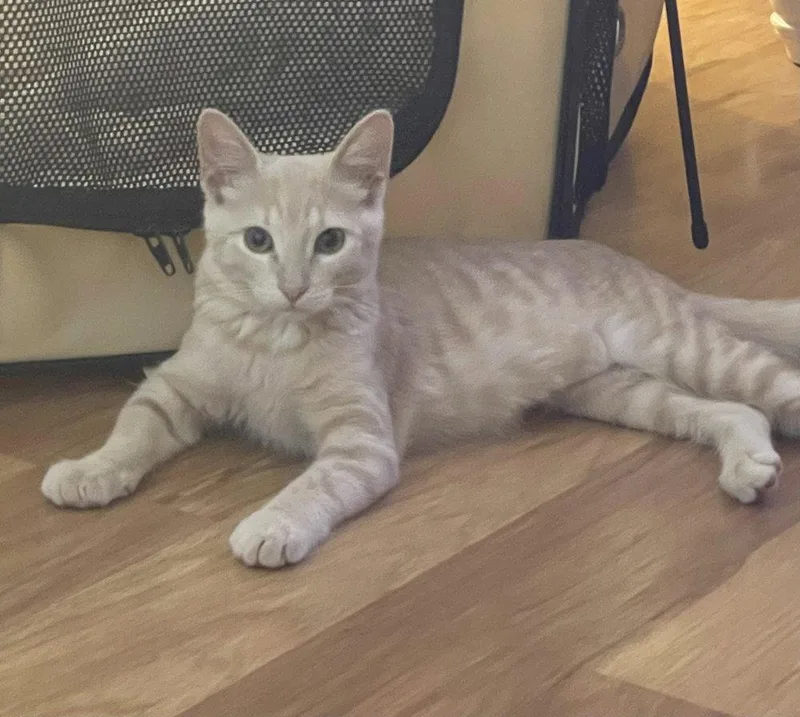 A baby small-sized female American Shorthair cat named Opal Ann for adoption in O'Fallon, MO