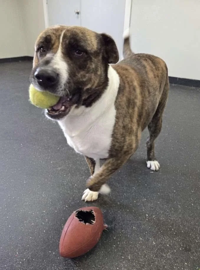 Maverick thumbnail 2