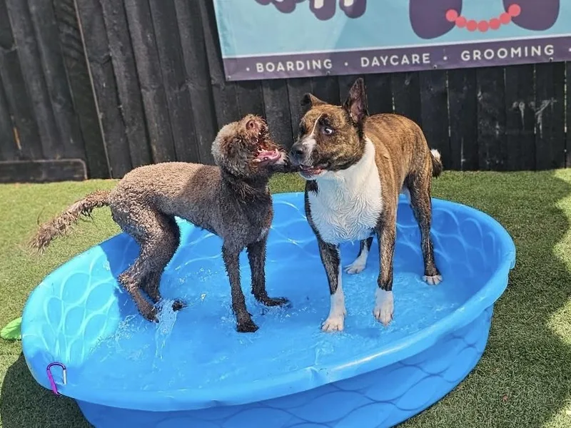 Maverick thumbnail 4