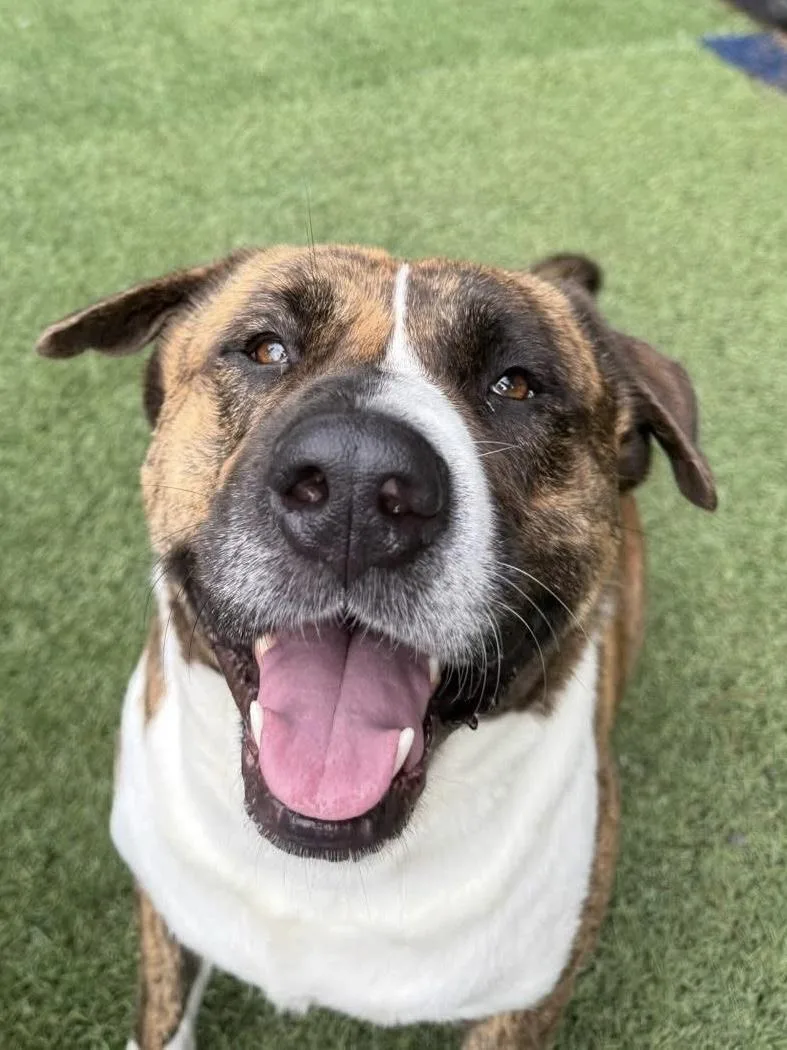 Maverick thumbnail 5