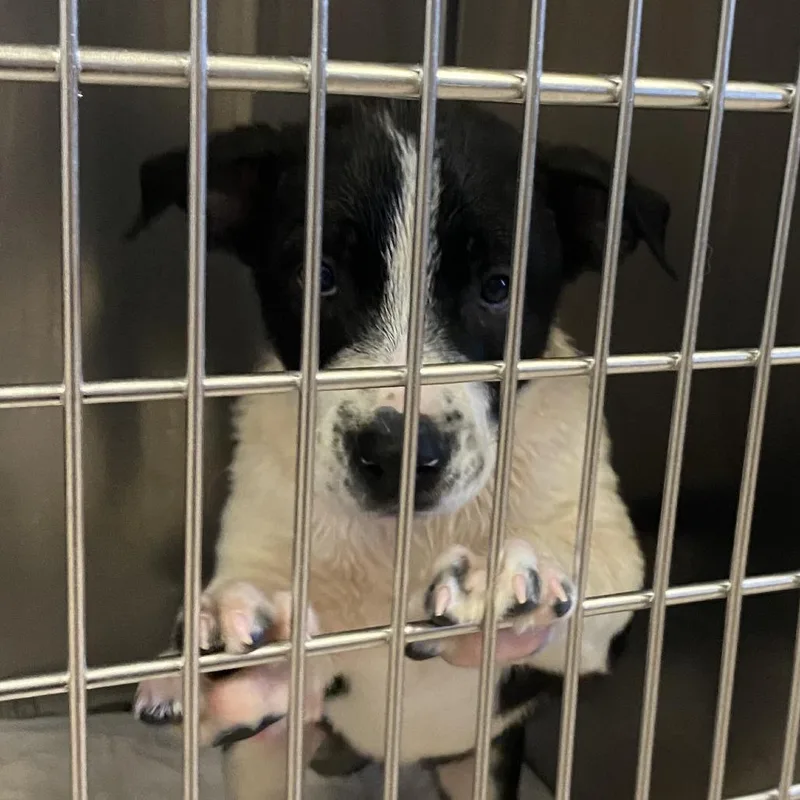 A baby small-sized female Black Mixed Breed dog named Kicker for adoption in Ardmore, OK