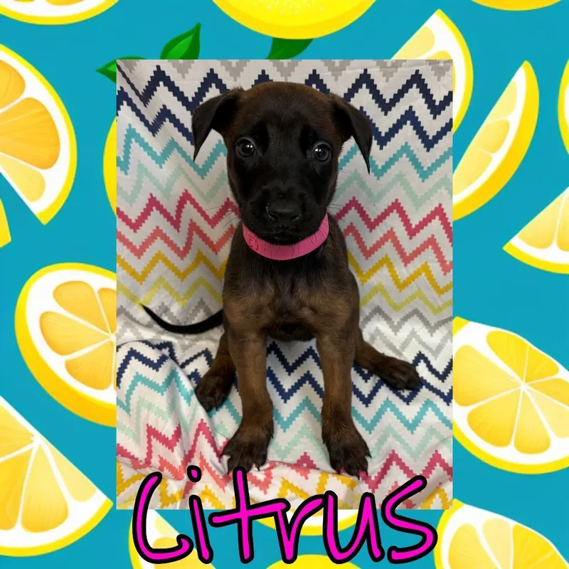 A baby large-sized female Brown / Chocolate Doberman Pinscher dog named Citrus for adoption in Royse City, TX