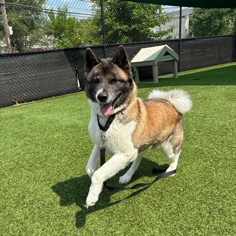 An adult large-sized female Yellow / Tan / Blond / Fawn Akita dog named Golden for adoption in Pittsburgh, PA