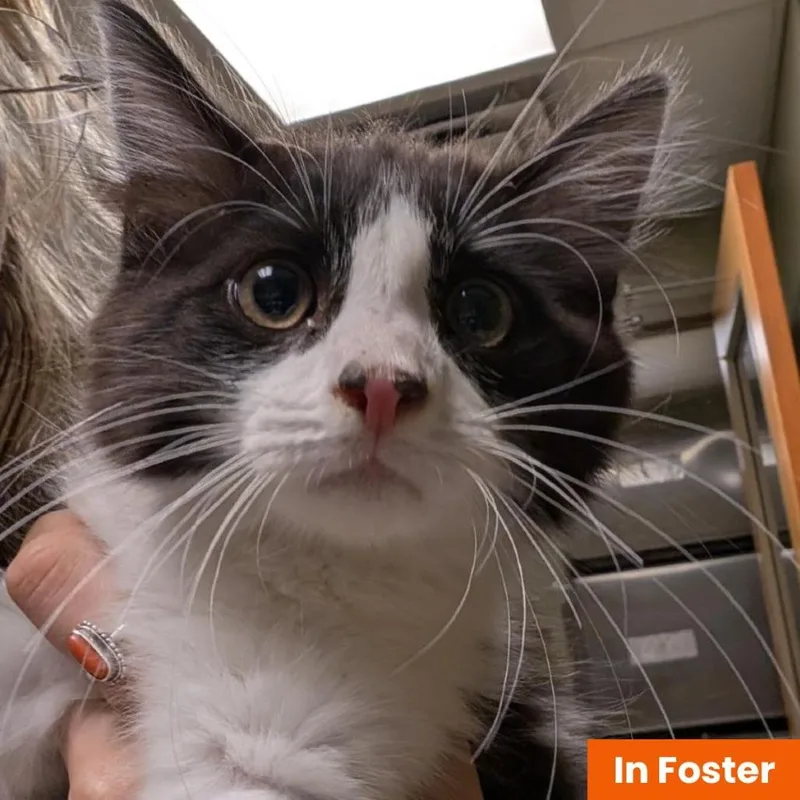 A baby small-sized male Black Domestic Medium Hair cat named Alley Cat for adoption in Baltimore, MD