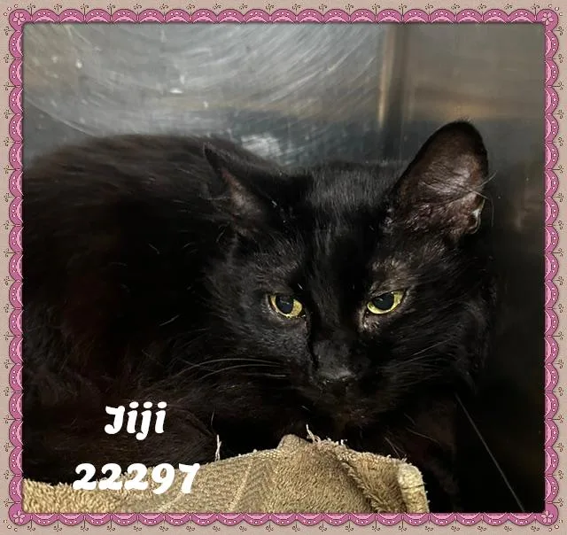Jiji
