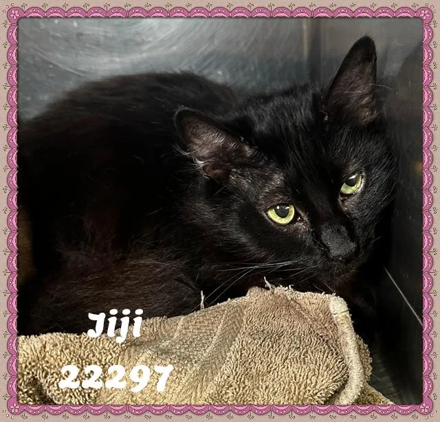 Jiji thumbnail 2