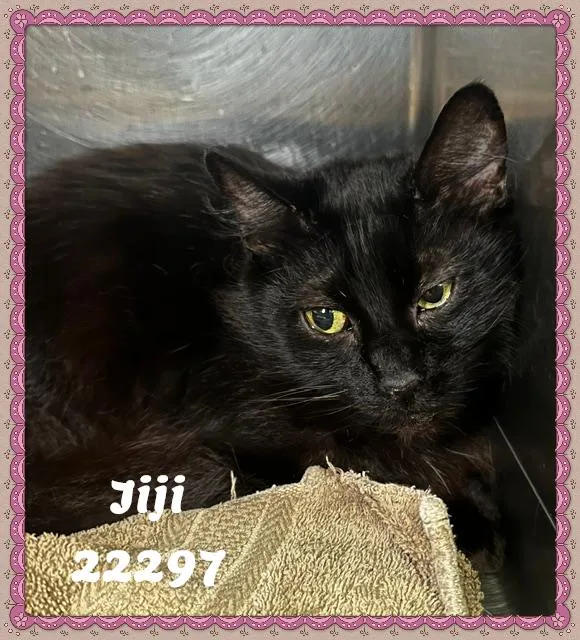 Jiji thumbnail 3