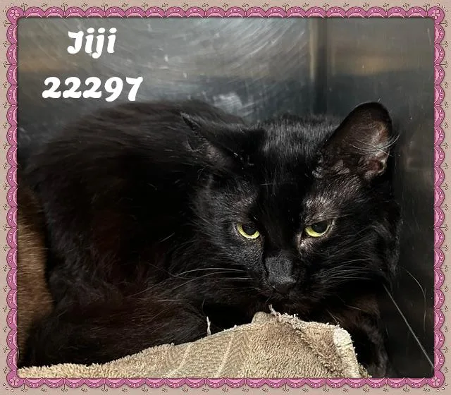 Jiji thumbnail 4
